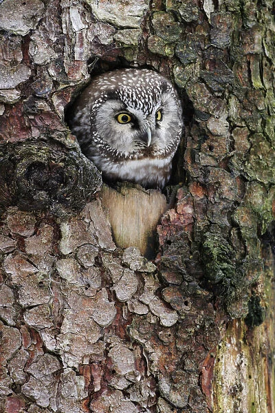 Boreal Owl (Aegolius funereus) peeking through hole in tree, Bavaria, Germany