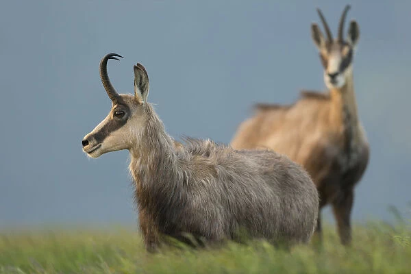 Chamois (Rupicapra rupicapra) two adults standing in alpine meadow, France