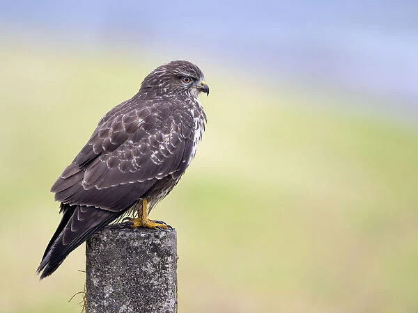 Common Buzzard (Buteo Buteo) looking around for food, Dronten, Flevoland, the Netherlands