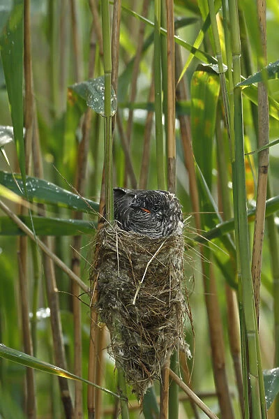 Common Cuckoo (Cuculus canorus) nearly fledged juvenile waiting in nest of Eurasian