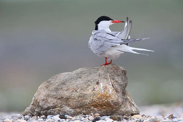Common Tern (Sterna hirundo), Texel, The Netherlands