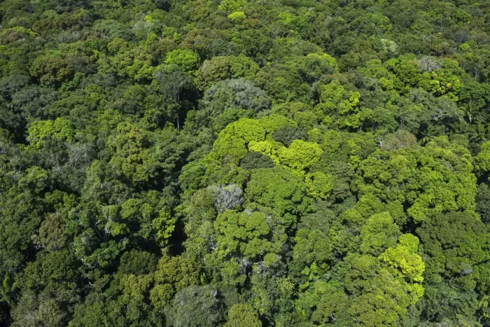 Framed Print : Rainforest Canopy Print, Rupununi, Guyana
