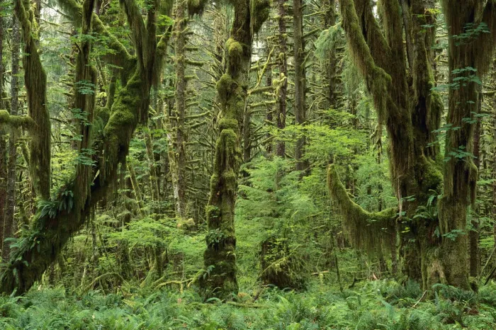 Framed Print : Trees covered with moss in temperate rainforest interior Print Framed Print : Trees covered with moss in temperate rainforest interior Print