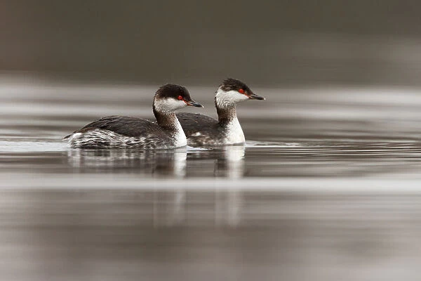 Horned Grebe (Podiceps auritus), South Holland, The Netherlands