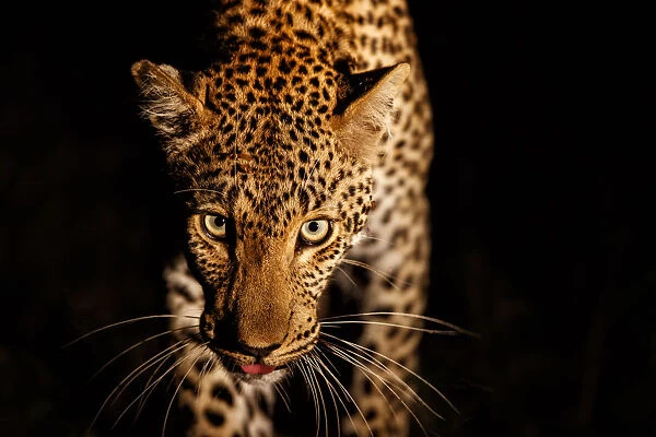 Leopard (Panthera pardus) female walking through the dark #19887430