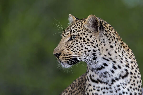 Leopard (Panthera pardus) portrait, Sabi Sands GR, Mpumalanga, South Africa