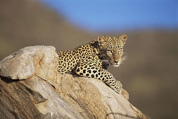 Leopard (Panthera pardus) restting on rock, Kenya. Available as Framed  Prints, Photos, Wall Art and other products #19887151