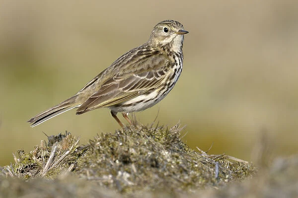 Meadow Pipit (Anthus pratensis), Noord-Holland, The Netherlands