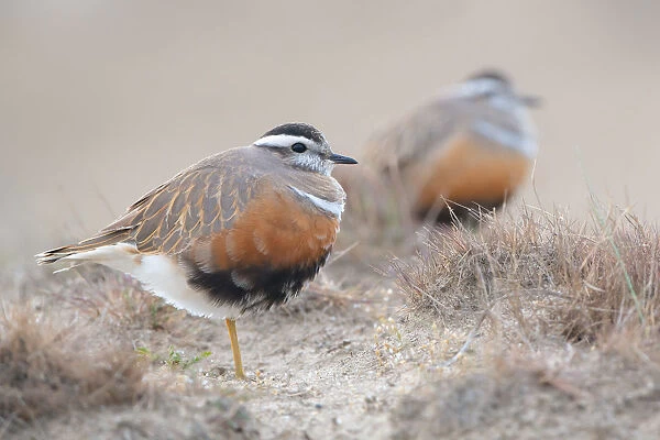 A pair of Eurasian Dotterels (Charadrius morinellus) standing in the dunes