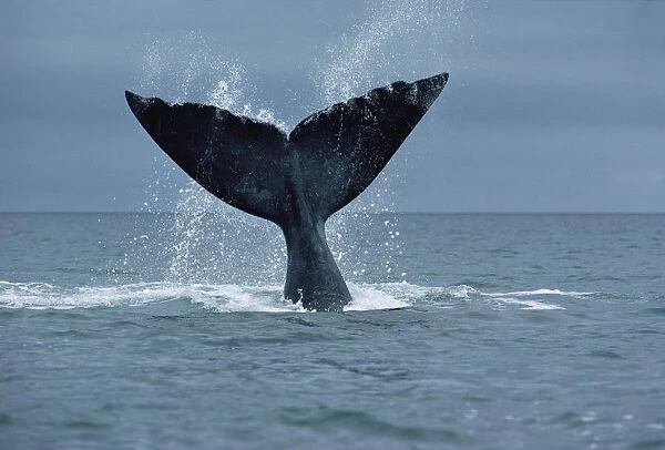 Southern Right Whale (Eubalaena australis) fluke, Argentina