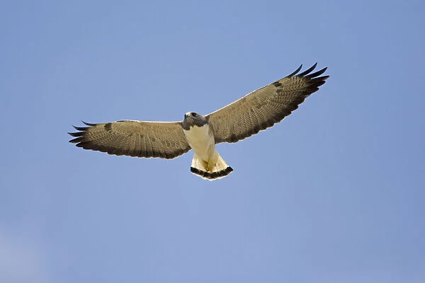 White-tailed Hawk (Buteo albicaudatus) flying, Rio Grande Valley, Texas