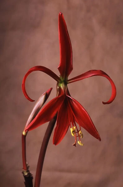 AKU_0065. Sprekelia formosissima. Jacobean lily. Red subject