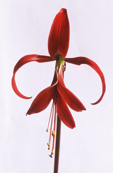 AKU_0101. Sprekelia formosissima. Jacobean lily. Red subject