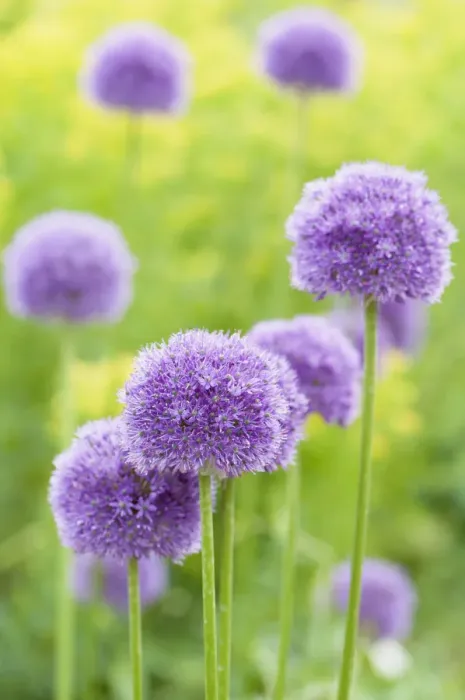 Framed Print : Allium Print Framed Print : Allium Print