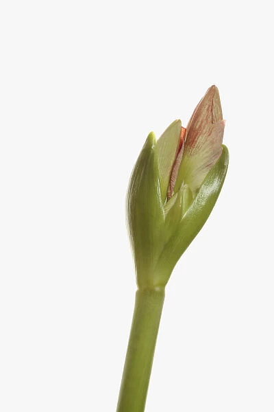 Amaryllis, Amaryllidaceae Hippeastrum, breaking flower head on stem against a pure white background