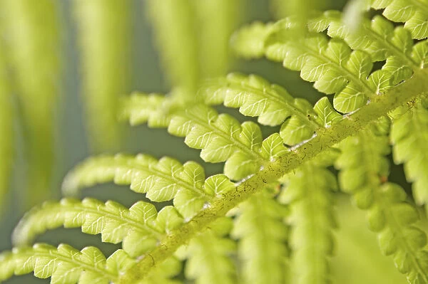 AMF_0022. Dicksonia antartica. Fern - Tree fern. Green subject. Green b / g