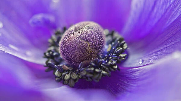 Anemone, Anemone coronaria, Close macro cropped view of the centre of a purple flower