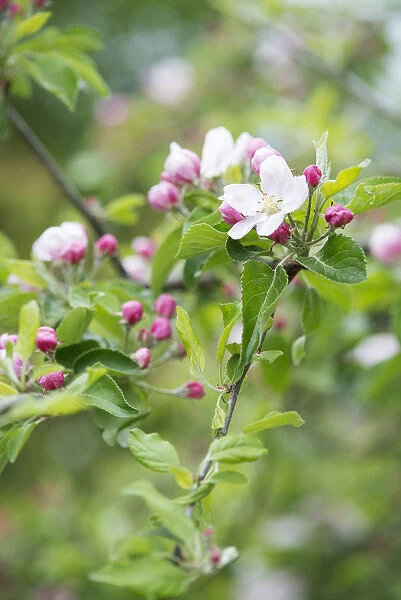 Apple, Malus domestica Fiesta blossoms on twigs