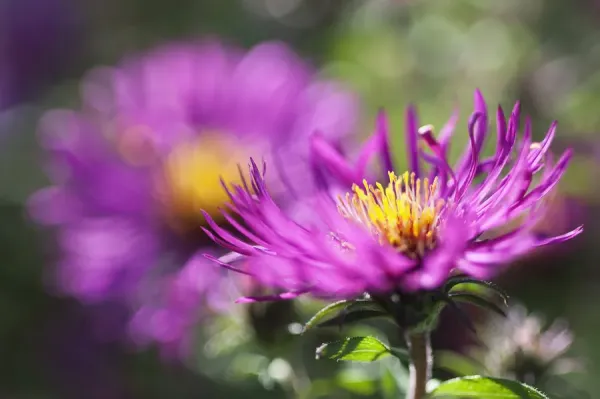 Aster Aster Novi-Belgii Royal ruby Purple Perennial