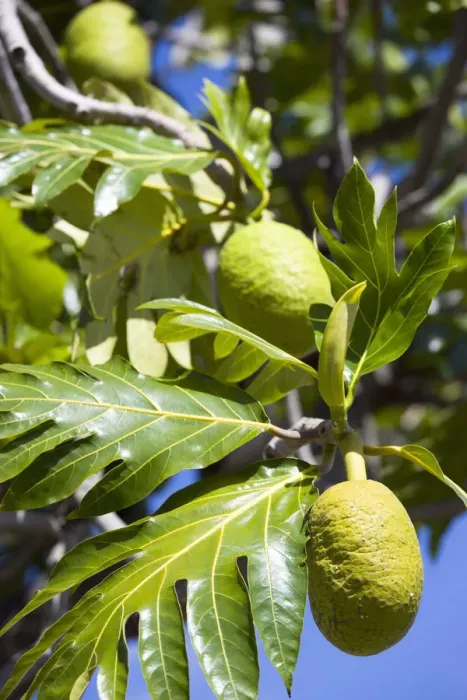 Framed Print : Breadfruit Print - West Indies Tree Fruit Framed Print : Breadfruit Print - West Indies Tree Fruit