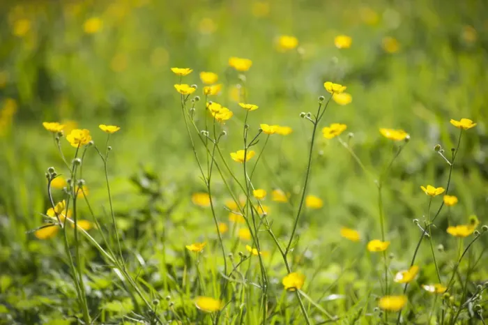 Framed Print : Meadow Buttercup Print Framed Print : Meadow Buttercup Print