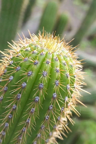 Cactus, Torch cactus, Echinopsis, Echinopsis spachiana