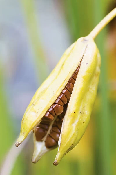 CL_0136. Iris pseudacorus. Seedhead. Seed