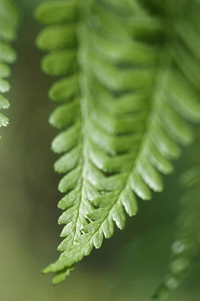 Fern. Close up detail of Green Fern leaf