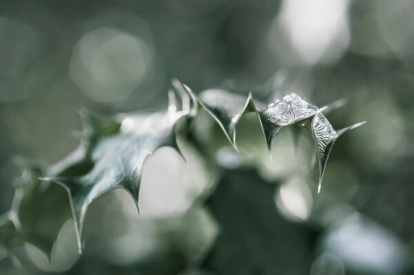 Close up of Holly, Ilex aquifolium leaves with melting snow against a dappled background