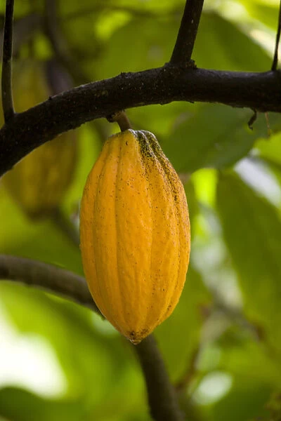 cocoa bean, theobroma cacao