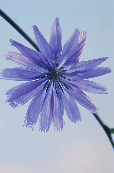 CS_1031. Cichorium intybus. Chicory. Blue subject