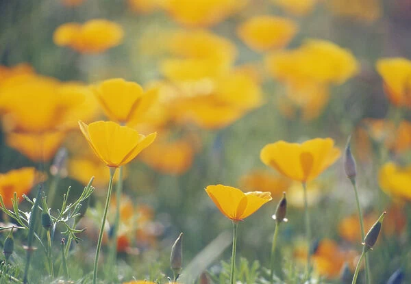 CS_1622. Eschscholzia californica. Poppy - Californian poppy. Yellow subject