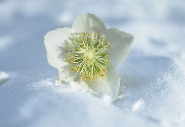 CS_1889. Helleborus niger. Christmas. Flower