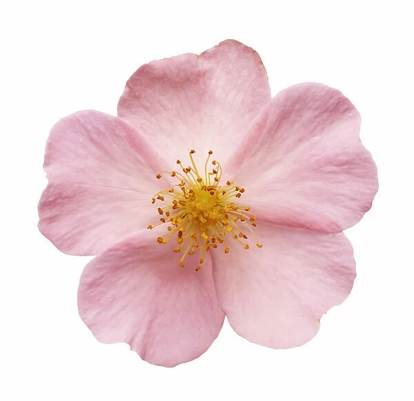 CS_1922. Rosa Sancta. Rose. Pink subject. White b / g