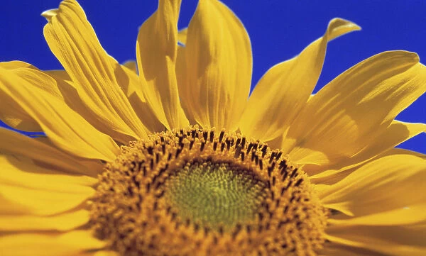 CS_238. Helianthus annuus. Sunflower. Yellow subject. Blue b / g