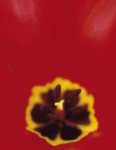 CS_256. Tulipa - variety not identified. Tulip. Red subject