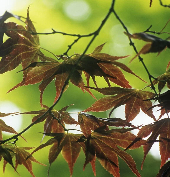 CS_2814. Acer palmatum. Japanese maple. Brown subject