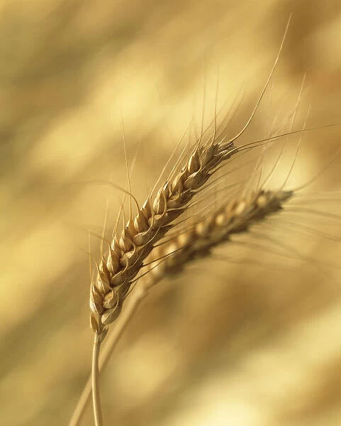 CS_3098. Triticum aestivum. Wheat - Bread wheat. Cream subject. Brown b / g