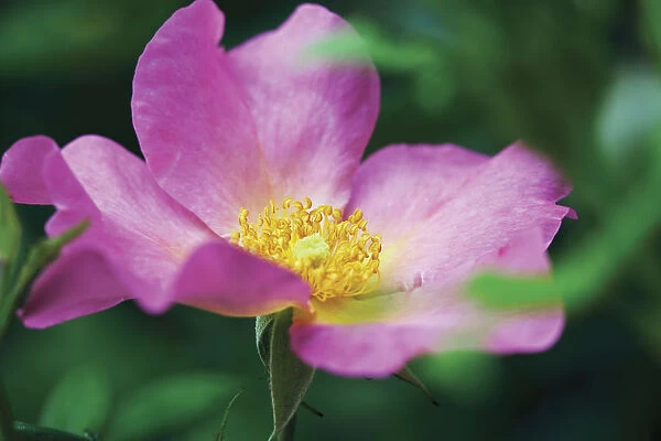 GP_0413. Rosa Summer breeze. Rose  /  Wild rose  /  Dog rose. Pink subject. Green b / g