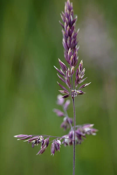GP_0635. Dactylis glomerata. Grass - Cocksfoot grass. Brown subject