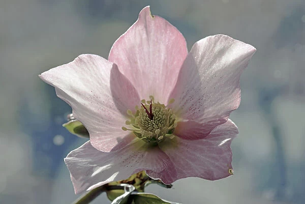 Hellebore, Helleborus orientalis hybrid, Close front top view of one pink
