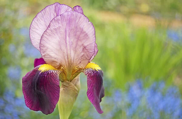 iris, bearded iris, iris