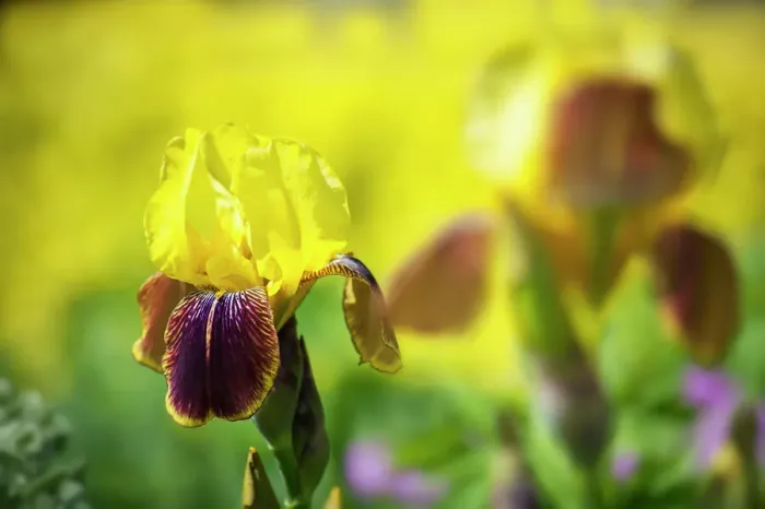 Framed Print : Yellow Bearded Iris Print