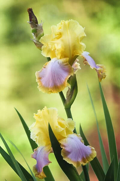iris germanica enchanted one, iris, bearded iris, yellow subject