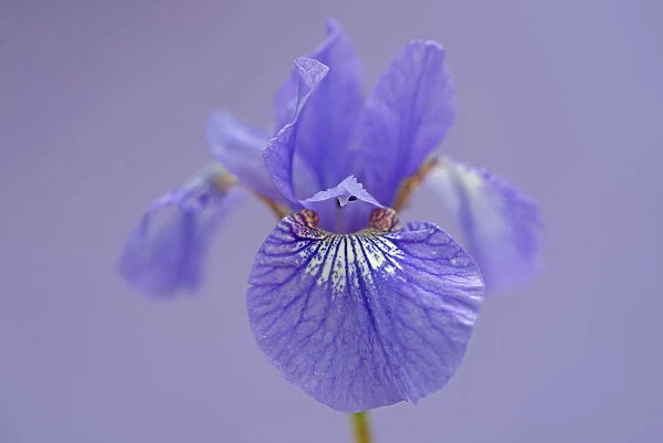 Iris, Iris sibirica Sparkling rose