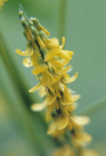 JHD_0078. Melilotus officinalis. Yellow sweet clover. Yellow subject. Green b / g