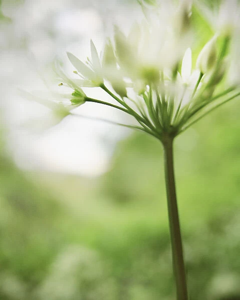 JN_0075. Allium ursinum. Wild garlic  /  Ramsons. Green subject