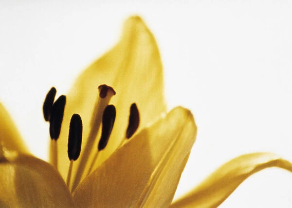 JR_11. Lilium Golden Splendor. Lily. Yellow subject. White b / g