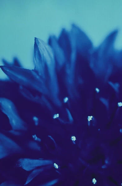 LOD_43. Centaurea cyanus. Cornflower. Blue subject. Blue b / g