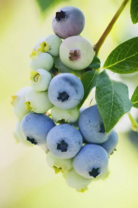 Framed Print : Blueberry Print in Yellow Background
